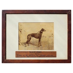 19th C Folk Art Black Fury, Winner of Waterloo Cup 1899 Grey Hound Canine Dog 