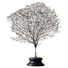 Große 19. Jahrhundert Sea Fan Messing & Ebonised Base Taxidermie Schreibtisch Curio 