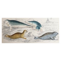 Original Antique Print of Seals, 1847 'Unframed'