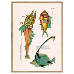 Beautiful Framed Drawing Print with the title: "Les Poisson Exotiques "