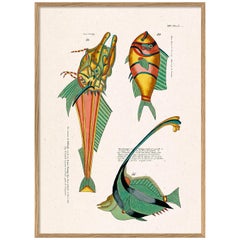 Beautiful Framed Drawing Print with the Title: "Les Poisson Exotiques "
