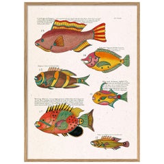 Beautiful Framed Drawing Print with the title: "Les Poisson Exotiques Rares des 