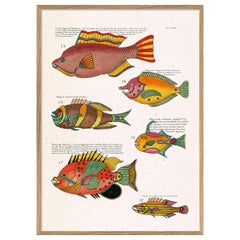 Beautiful Framed Drawing Print : "Les Poisson Exotiques Rares des  Indes"