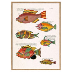 Beautiful Framed Drawing Print : "Les Poisson Exotiques Rares des Indes ".