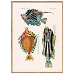 Beautiful Framed Drawing Print with title: "Les Poisson Exotiques Rares des Inde
