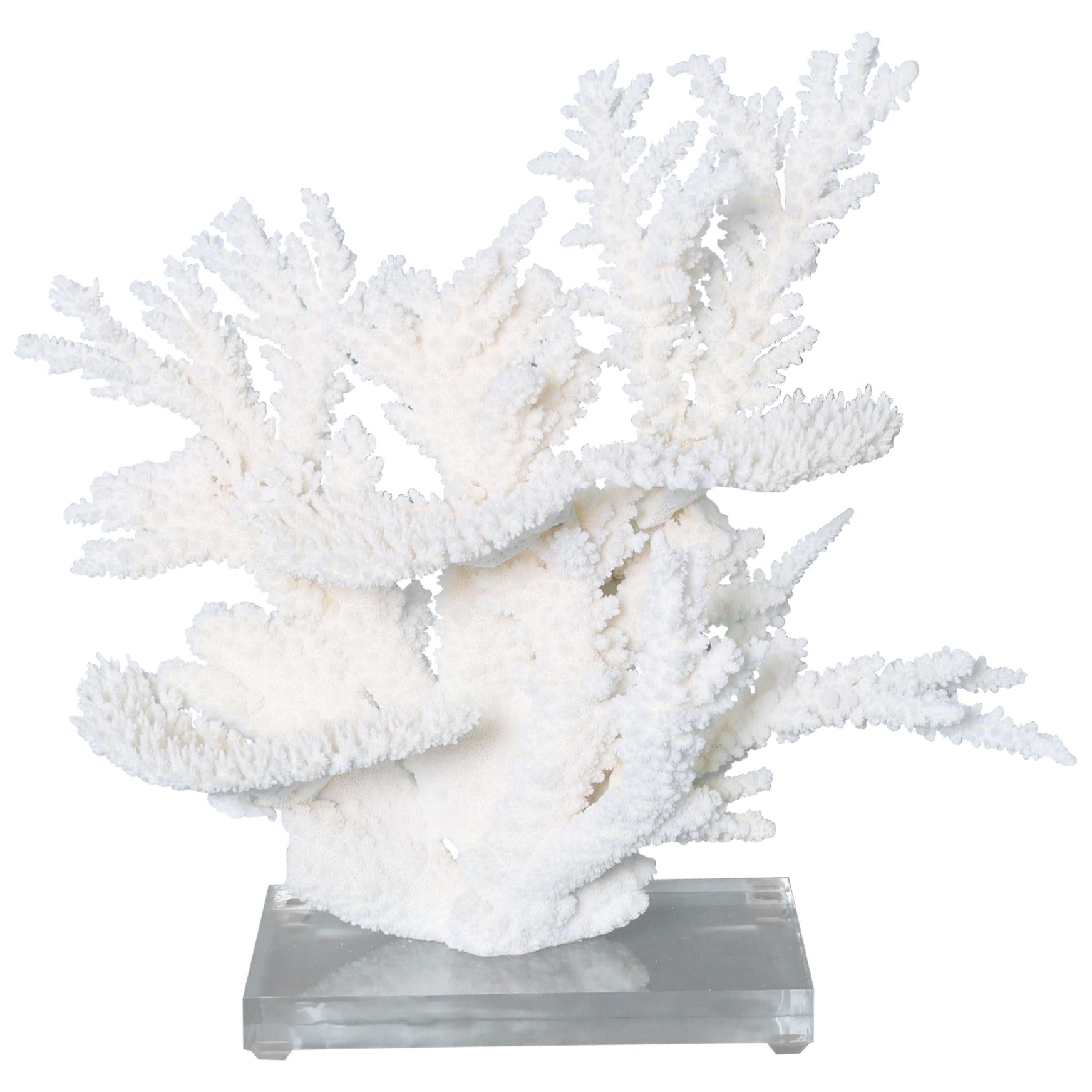 Sculpture en corail blanc sur socle en lucite