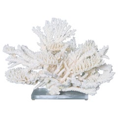 Large White Coral Sculpture on a Lucite Base