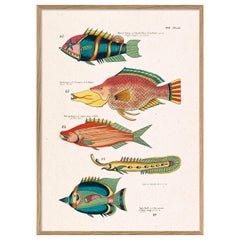 Beautiful Framed Print with Title: "Les Poisson Exotiques Rares des Indes"