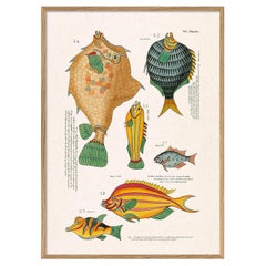 Beautiful Framed Drawing Print: "Les Poisson Exotiques Rares des Indes, II" 