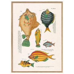 Beautiful Framed Drawing Print: "Les Poisson Exotiques Rares des Indes, II"