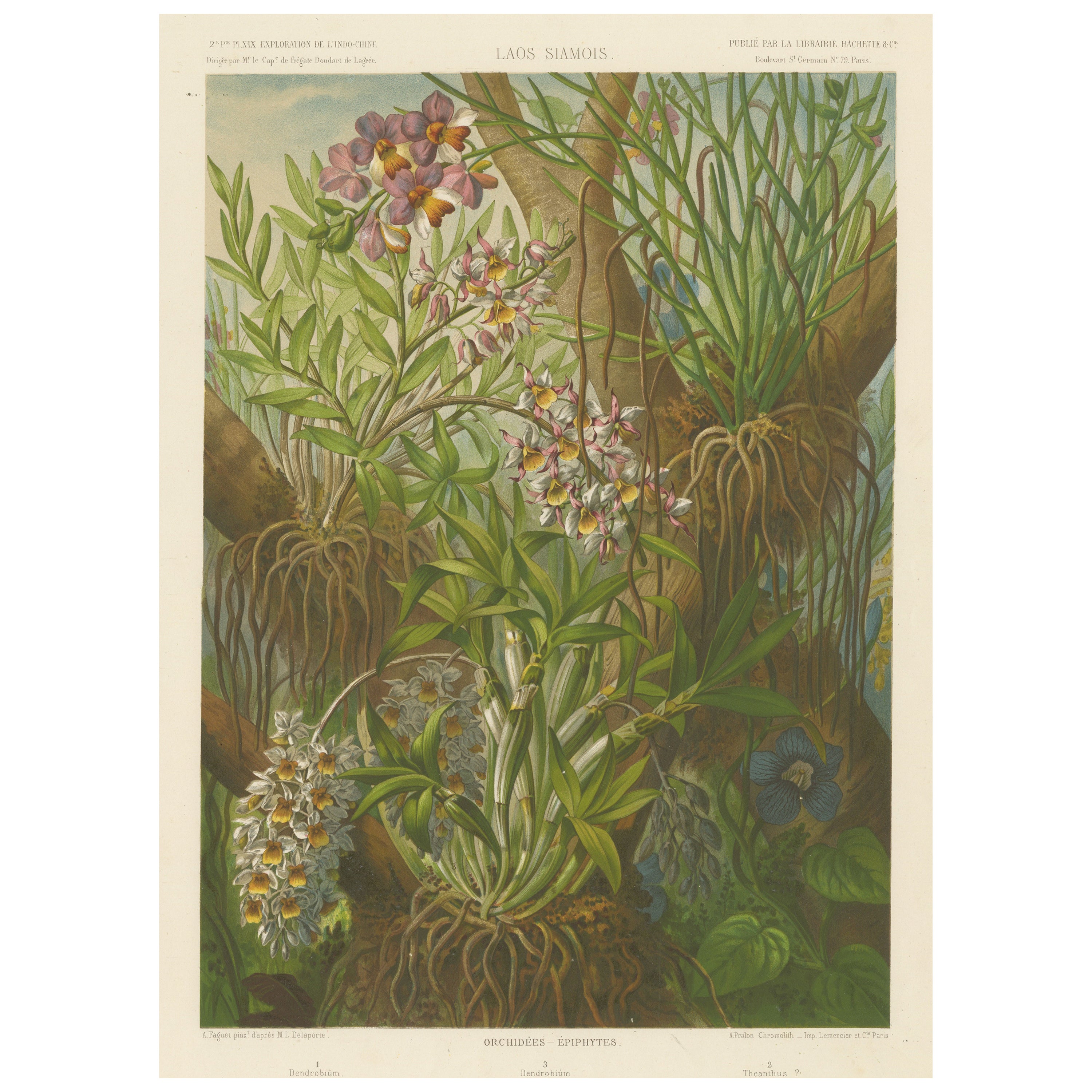 Large Antique Print of Orchids and Epiphytes in Laos For Sale