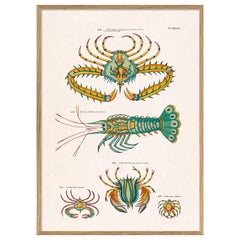  Framed Drawing Print with title: "Les Crustacés Exotiques Rares des Indes"