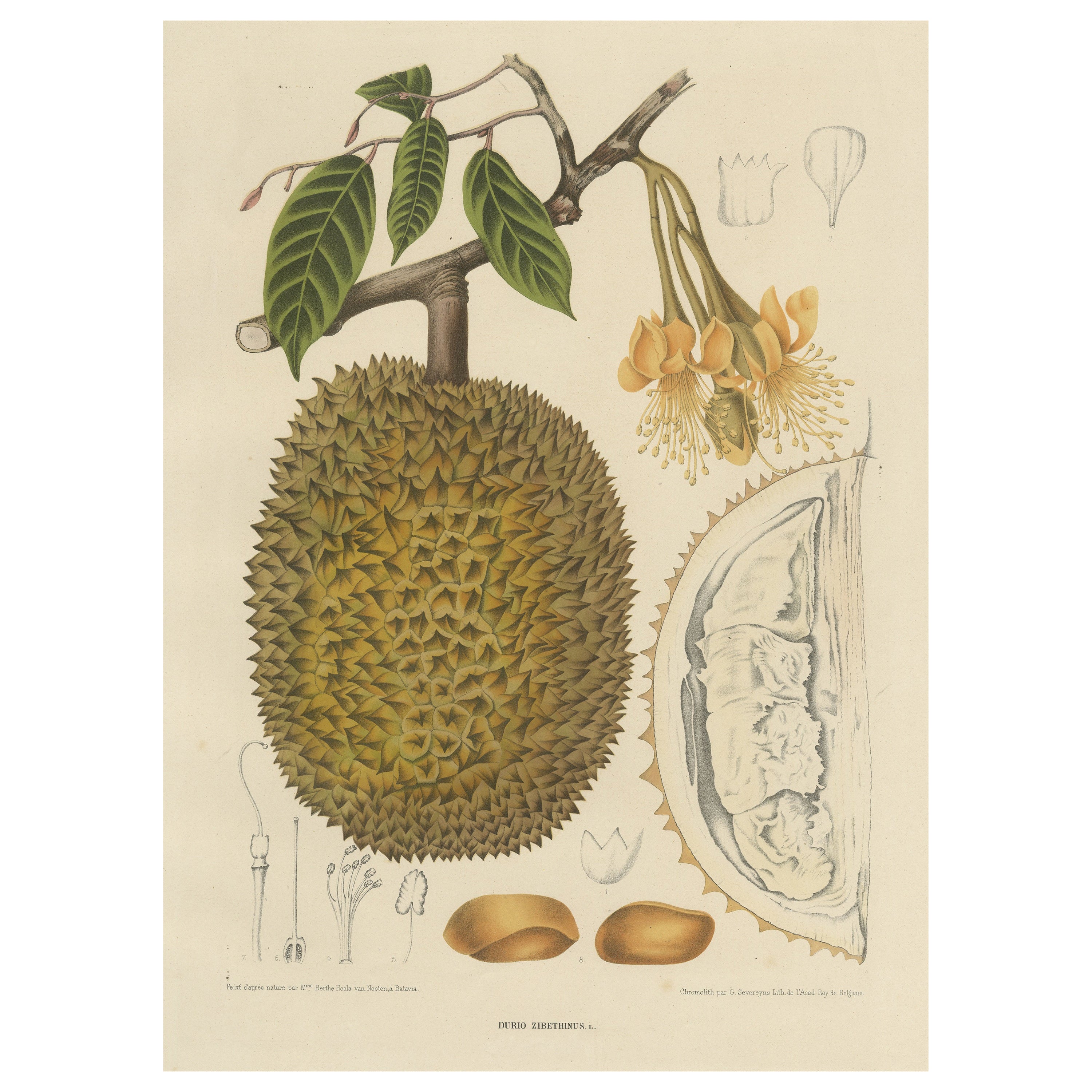 Large Antique Chromolithograph of Durio Zibethinus, Durian For Sale