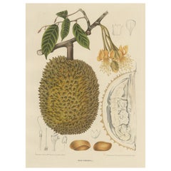 Large Antique Chromolithograph of Durio Zibethinus, Durian