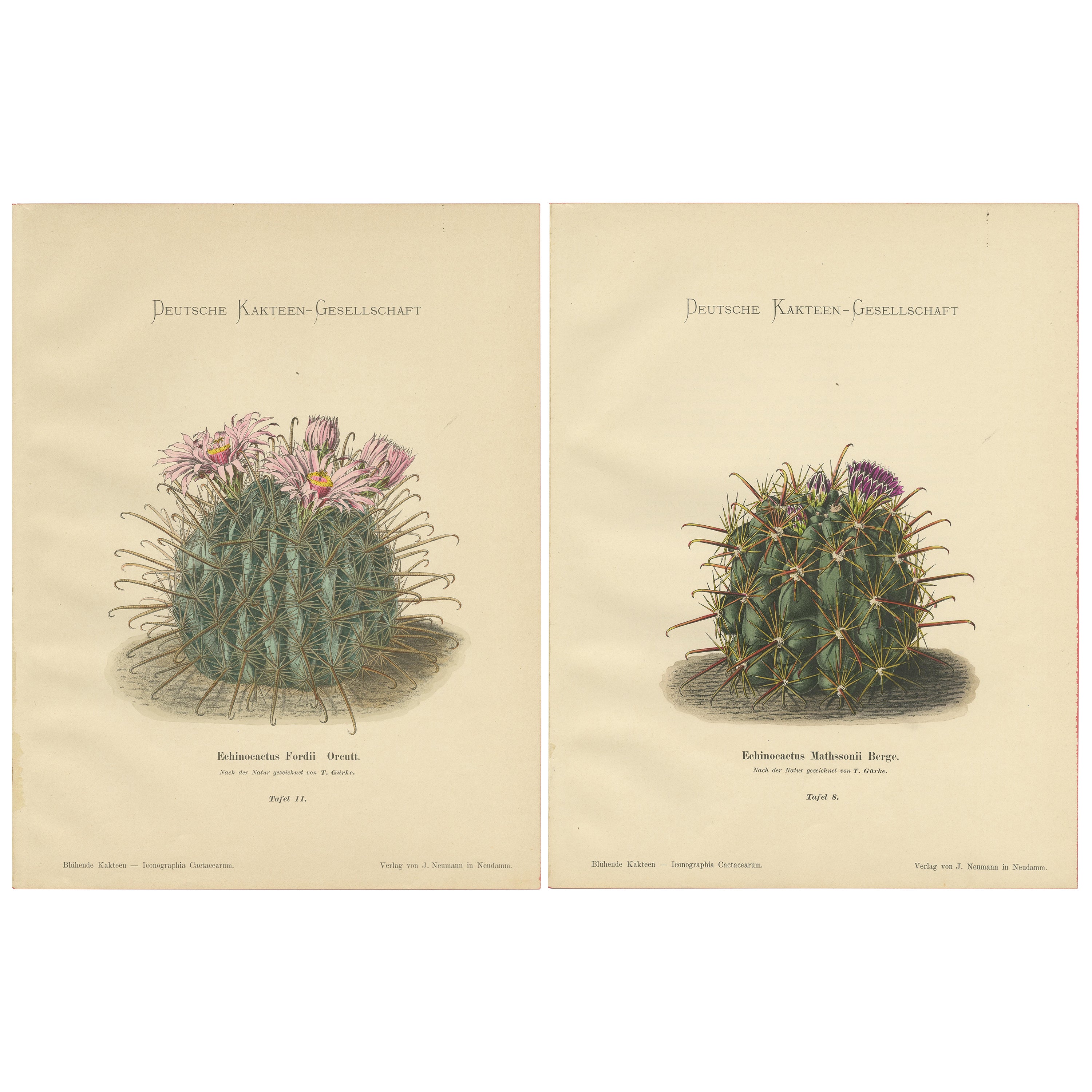 Set of 2 Decorative Antique Cactus Prints, circa 1910
