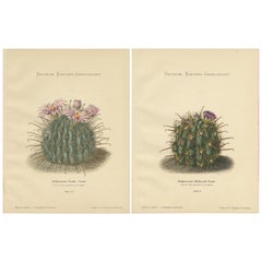Ensemble de 2 gravures décoratives anciennes sur des cactus, vers 1910