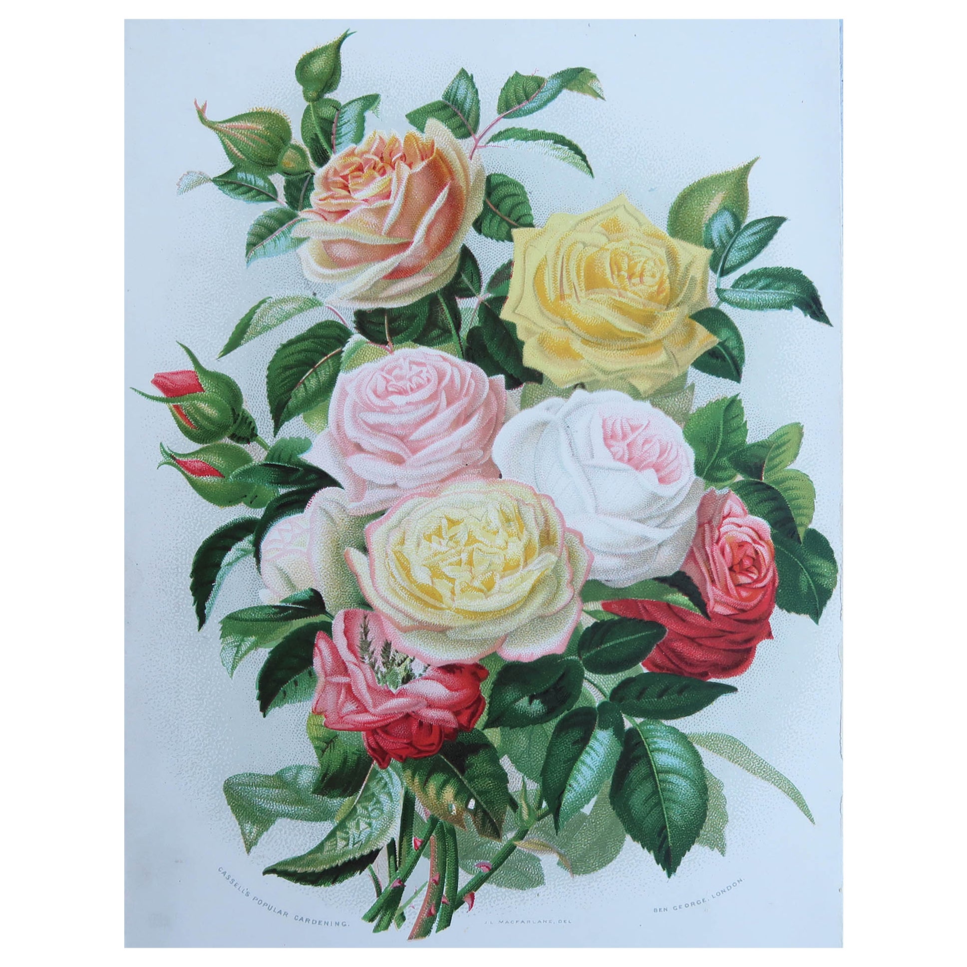 Impression botanique originale et ancienne - Roses. D'après Macfarlane, vers 1880