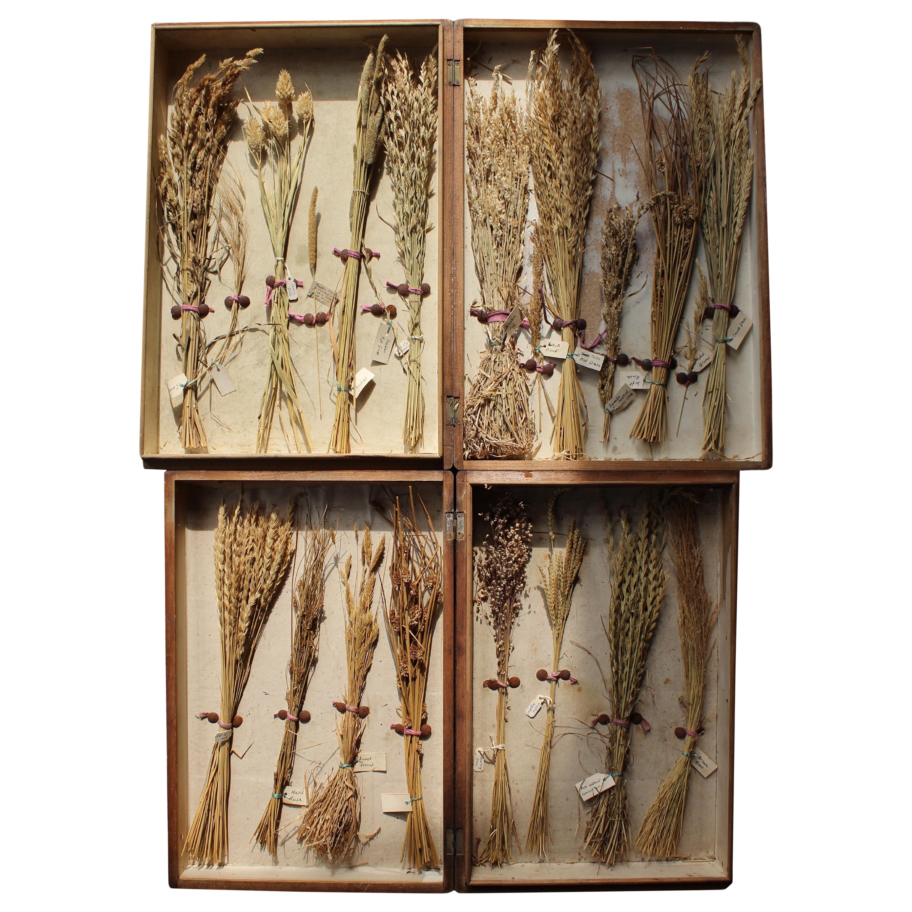 Early 20th Century Edwardian Collection of Herbarium Grass Specimens  For Sale