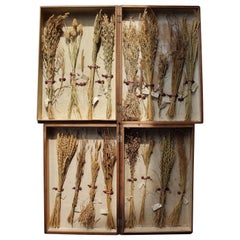 Collection édouardienne du début du 20e siècle de spécimens de graminées en herbier 