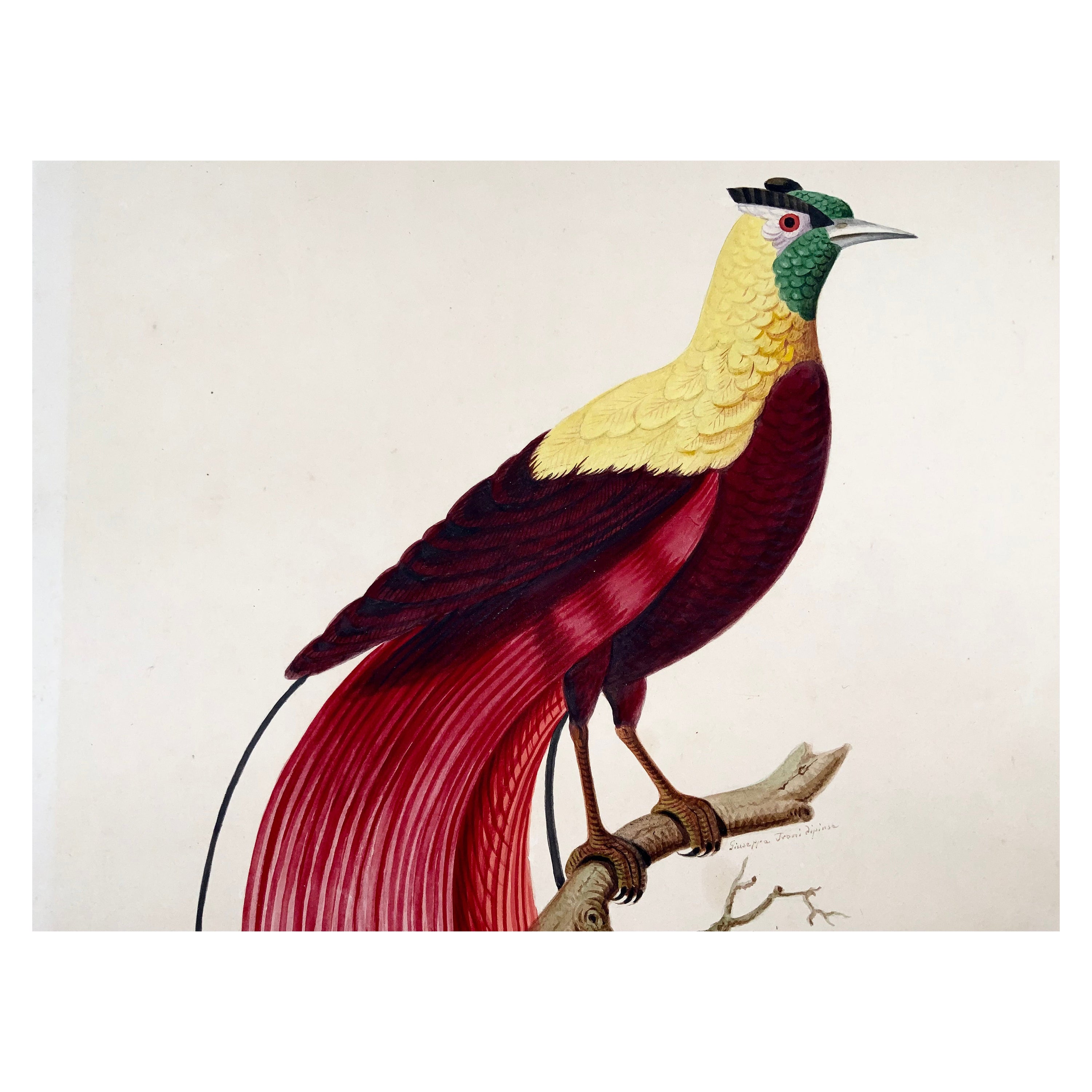 1790 ca. Giuseppe Troni (1739-1810), Roter Vogel des Paradieses, großformatige Gouache im Angebot