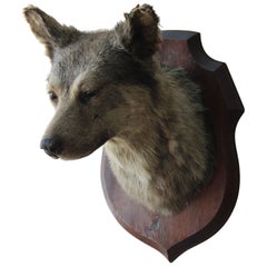 Monture de chien taxidermique Deyrolle de Paris du début du 20e siècle 