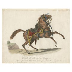 Antique Print of a Saddled Hungarian Horse