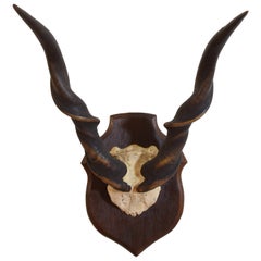 Antique Eland Horn and Partial Skull Mount on Oak Backplate, early 20th cen.