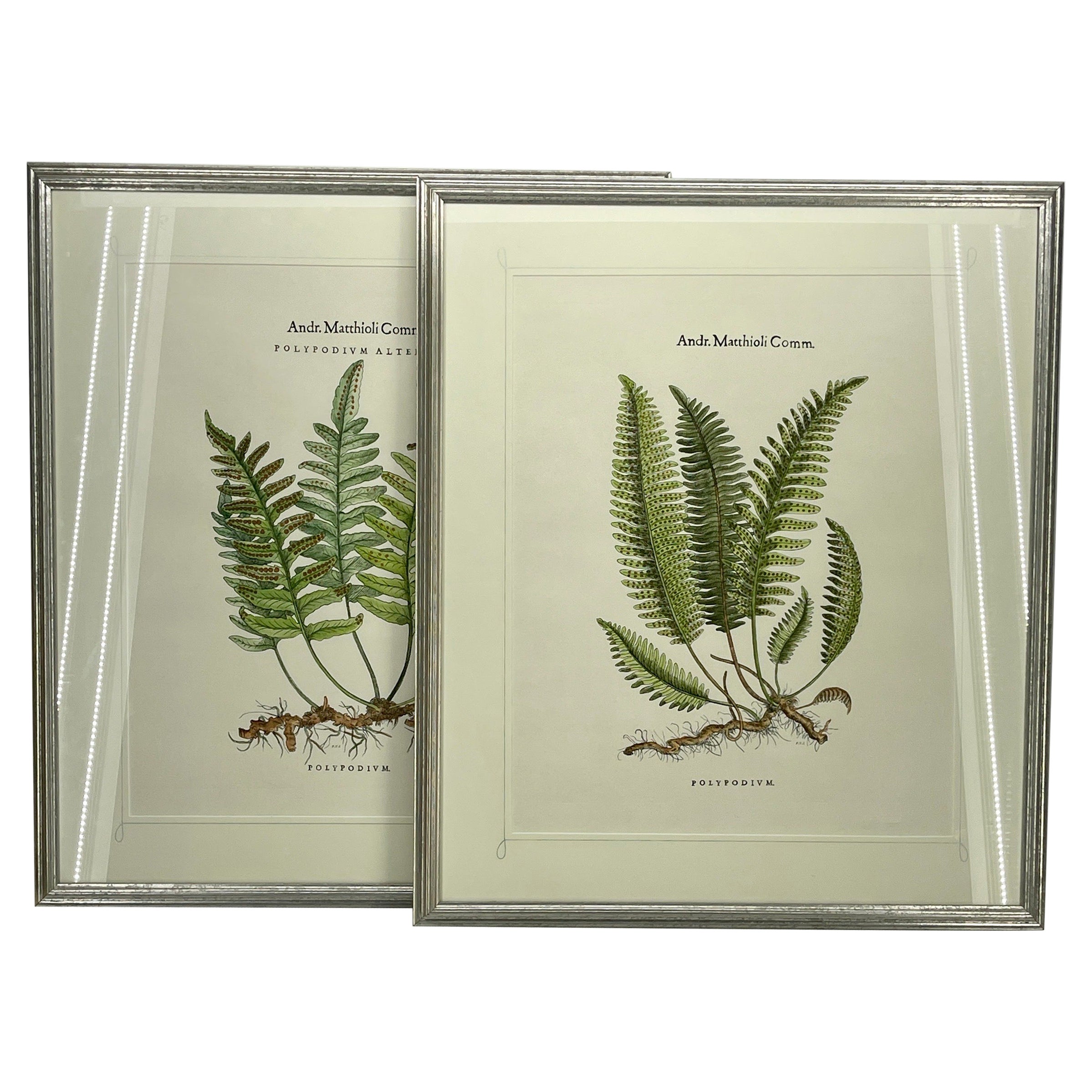 Pair Italian of Hand-Colored Botanical Fern Prints Silver Leaf Frames For Sale