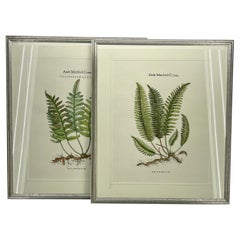 Pair Italian of Hand-Colored Botanical Fern Prints Silver Leaf Frames