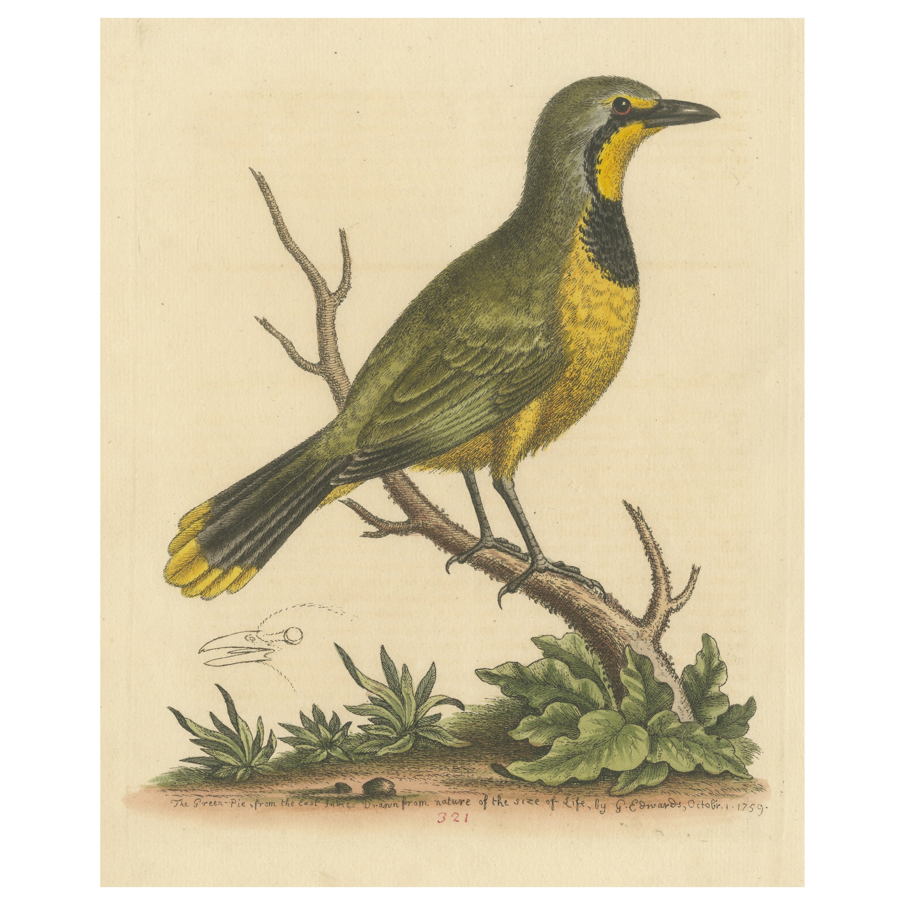 Antique Bird Print of a Green Pie from the East Indies For Sale