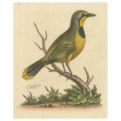 Antique Bird Print of a Green Pie from the East Indies