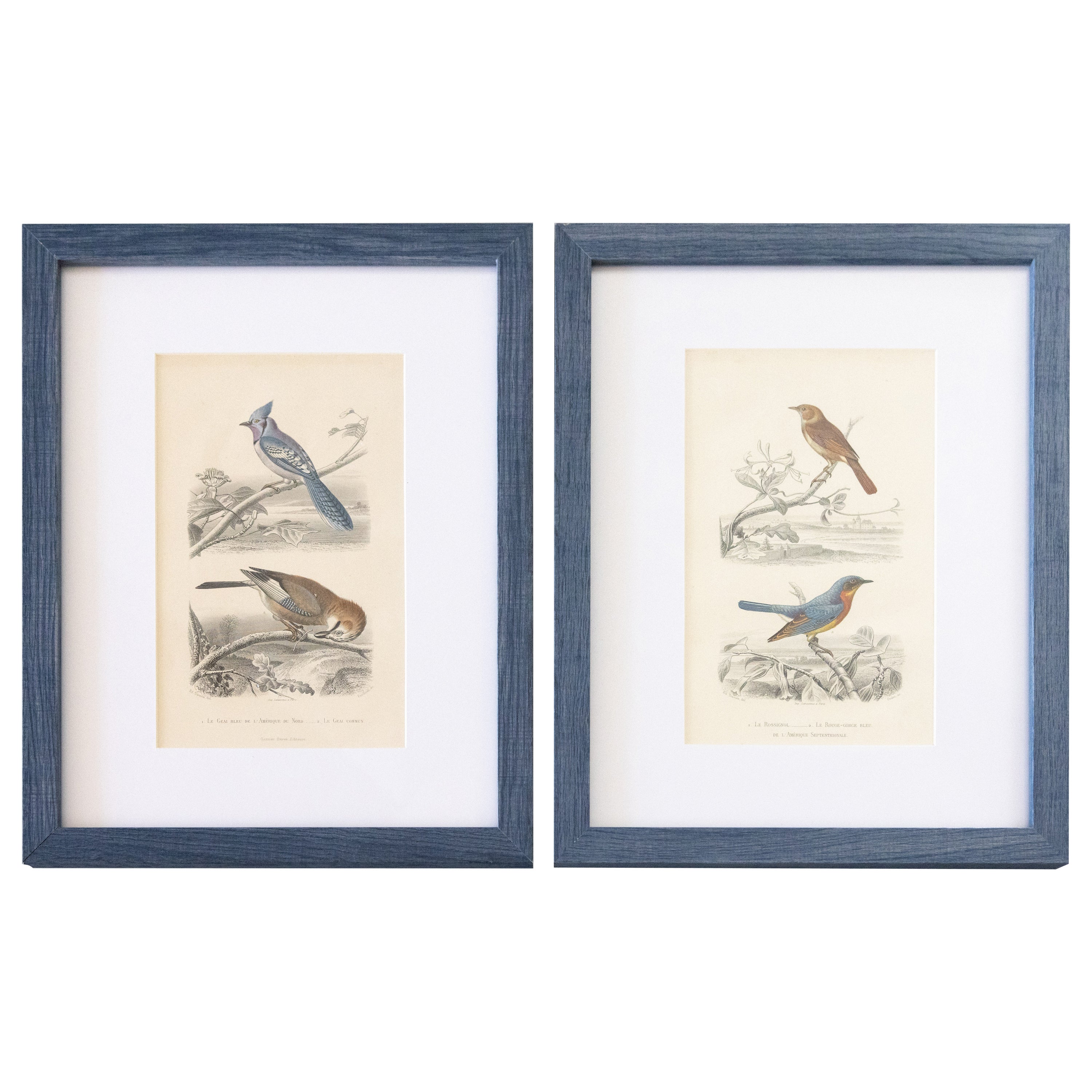 Gravures d'oiseaux anciens encadrées sur mesure - Lot de deux en vente
