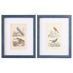 Custom Framed Antique Bird Engravings - Set of Two