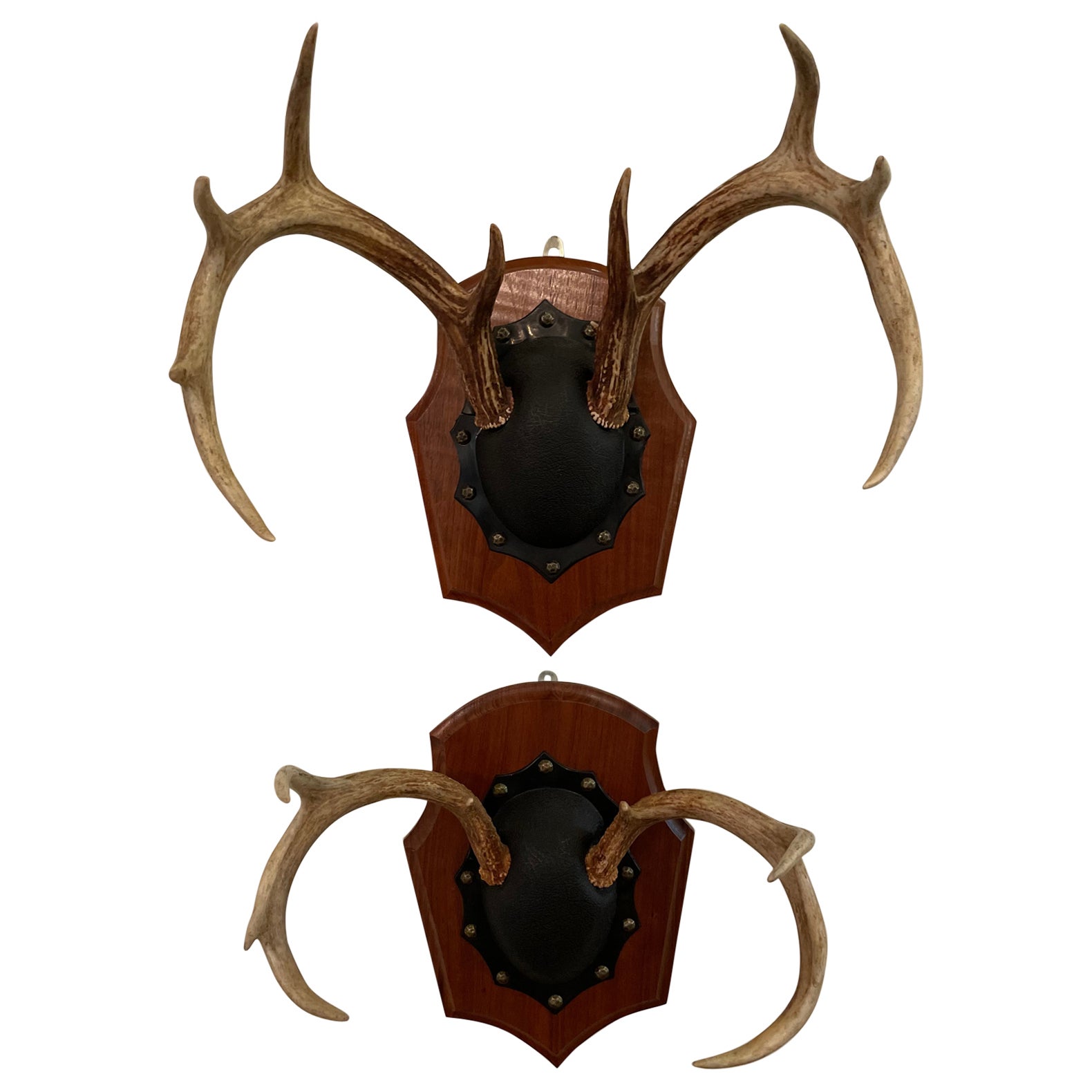 Mid 20th Century Vintage Trophy Mount Antlers Pair For Sale
