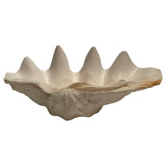 Antique Gigas Tridacna clam shell 
