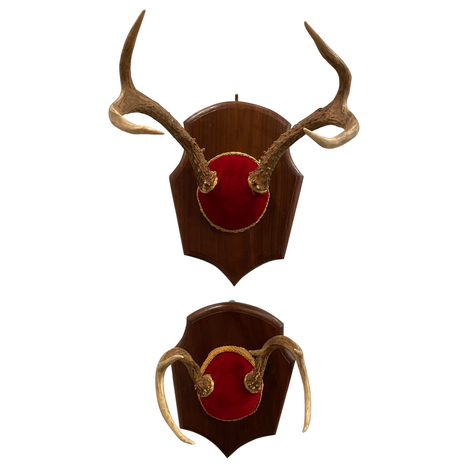 Mid 20th Century Vintage Trophy Mount Antlers - a Pair For Sale