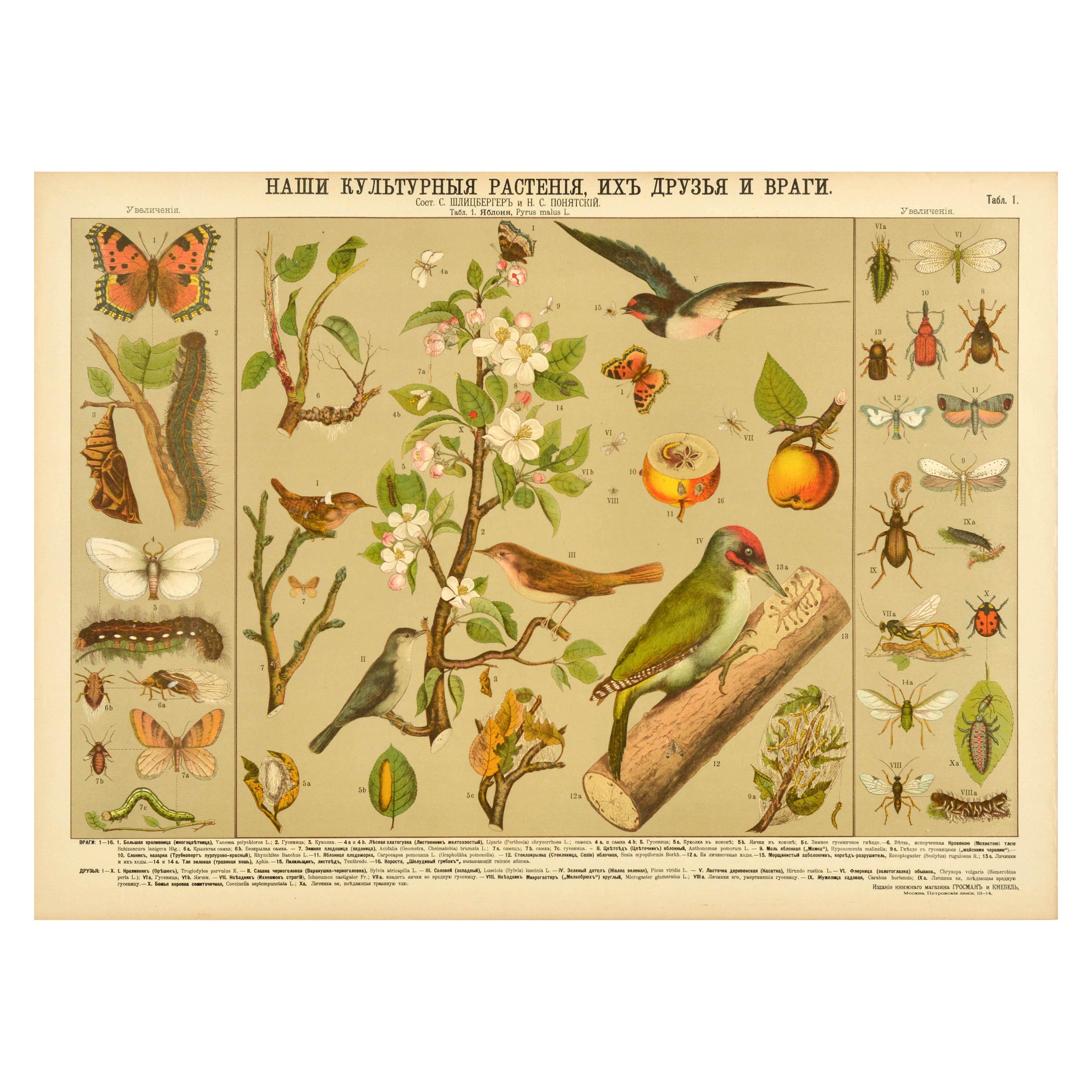 Original Antique Educational Poster Cultivated Plant Friends And Enemies Birds For Sale