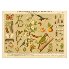 Original Antique Educational Poster Cultivated Plant Friends And Enemies Birds