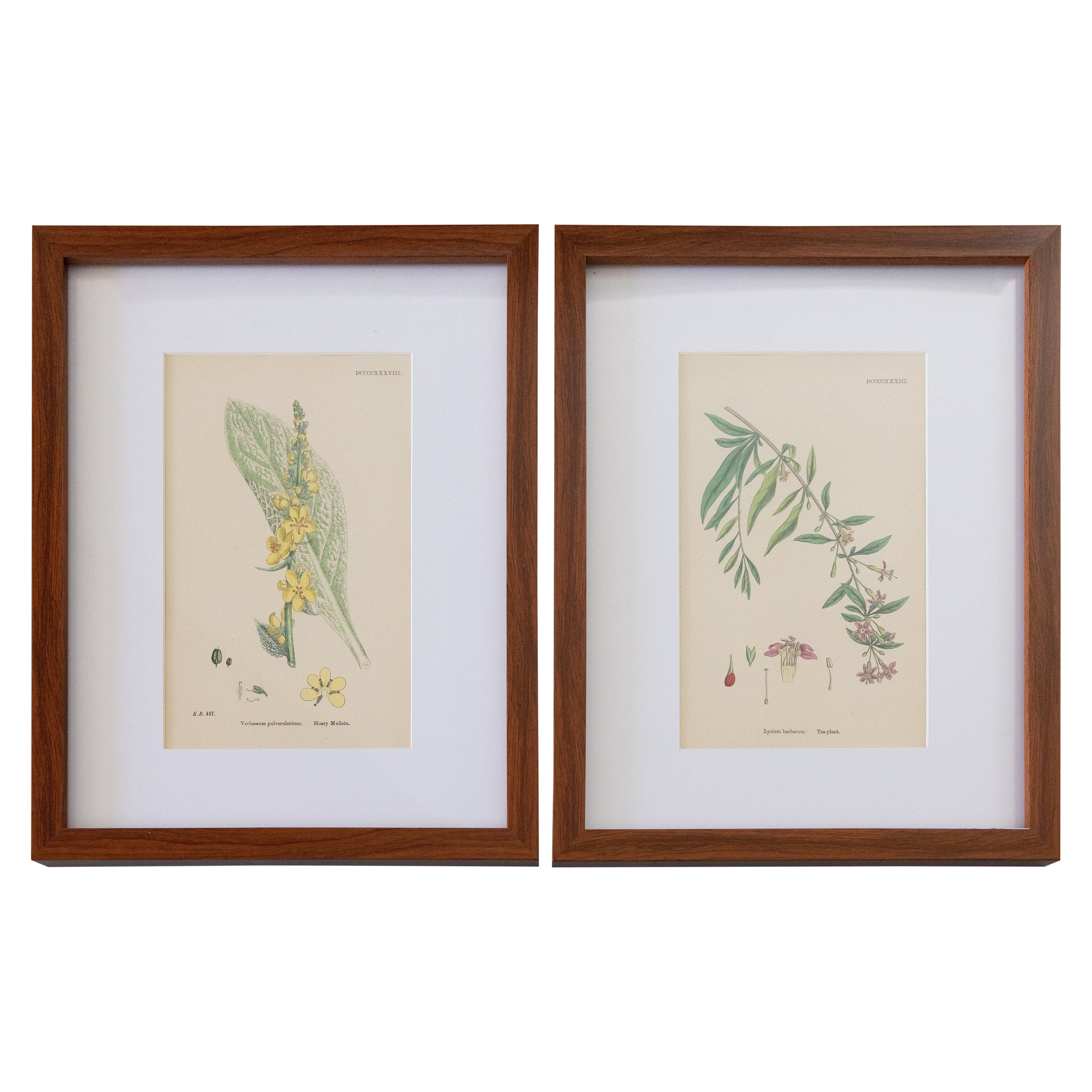 Sowerby's English Botany - Custom Framed Botanical Plates, Set of Two For Sale