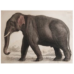 Original Antique Print of An Elephant, circa 1835