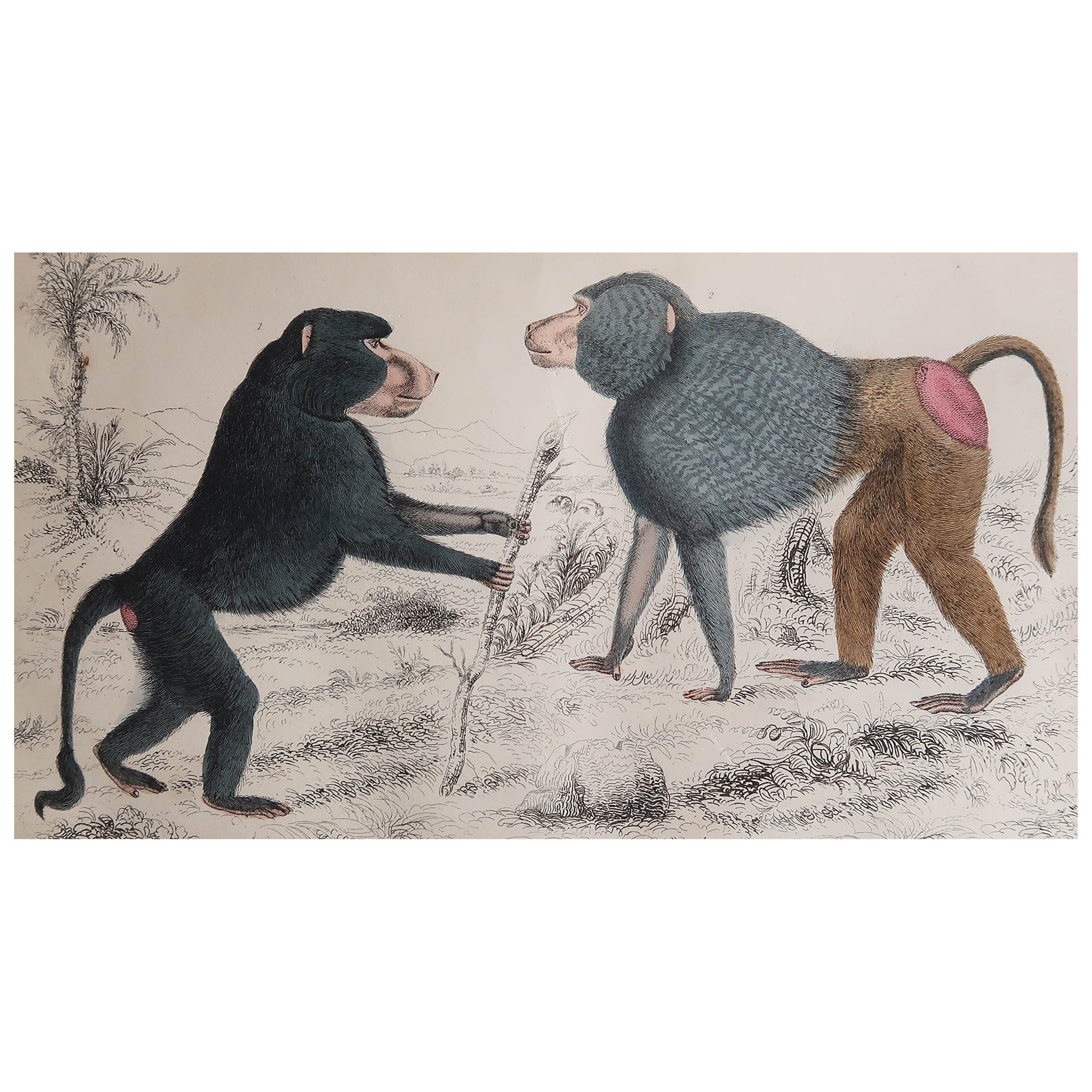 Impression ancienne originale de Baboons, 1847, non encadrée
