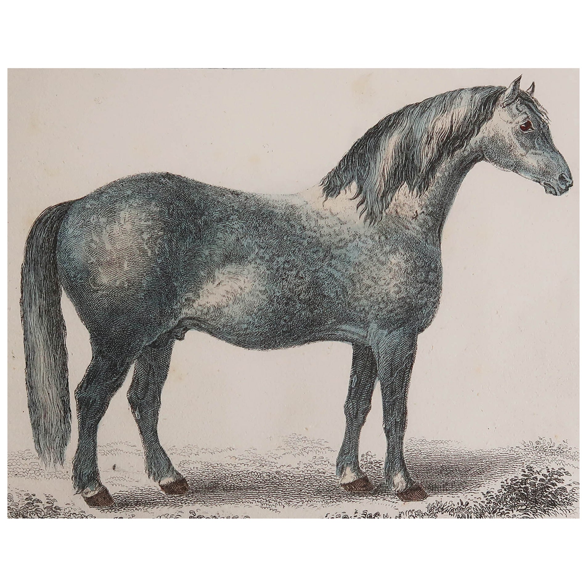 Original Antiker Originaldruck eines grauen Pferdes, 1847, ungerahmt