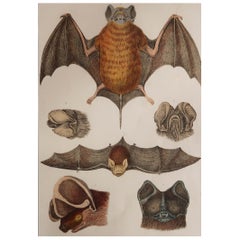 Original Antique Print of A Bat, 1847 'Unframed'