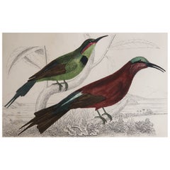 Original Antique Print of a Bee-Eater, 1847 'Unframed'