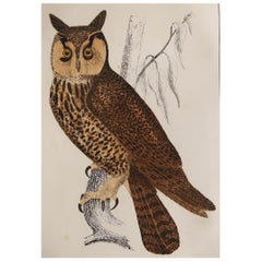 Original Antique Print of an Owl, 1847 'Unframed'