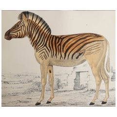 Original Antique Print of a Zebra, 1847, 'Unframed'