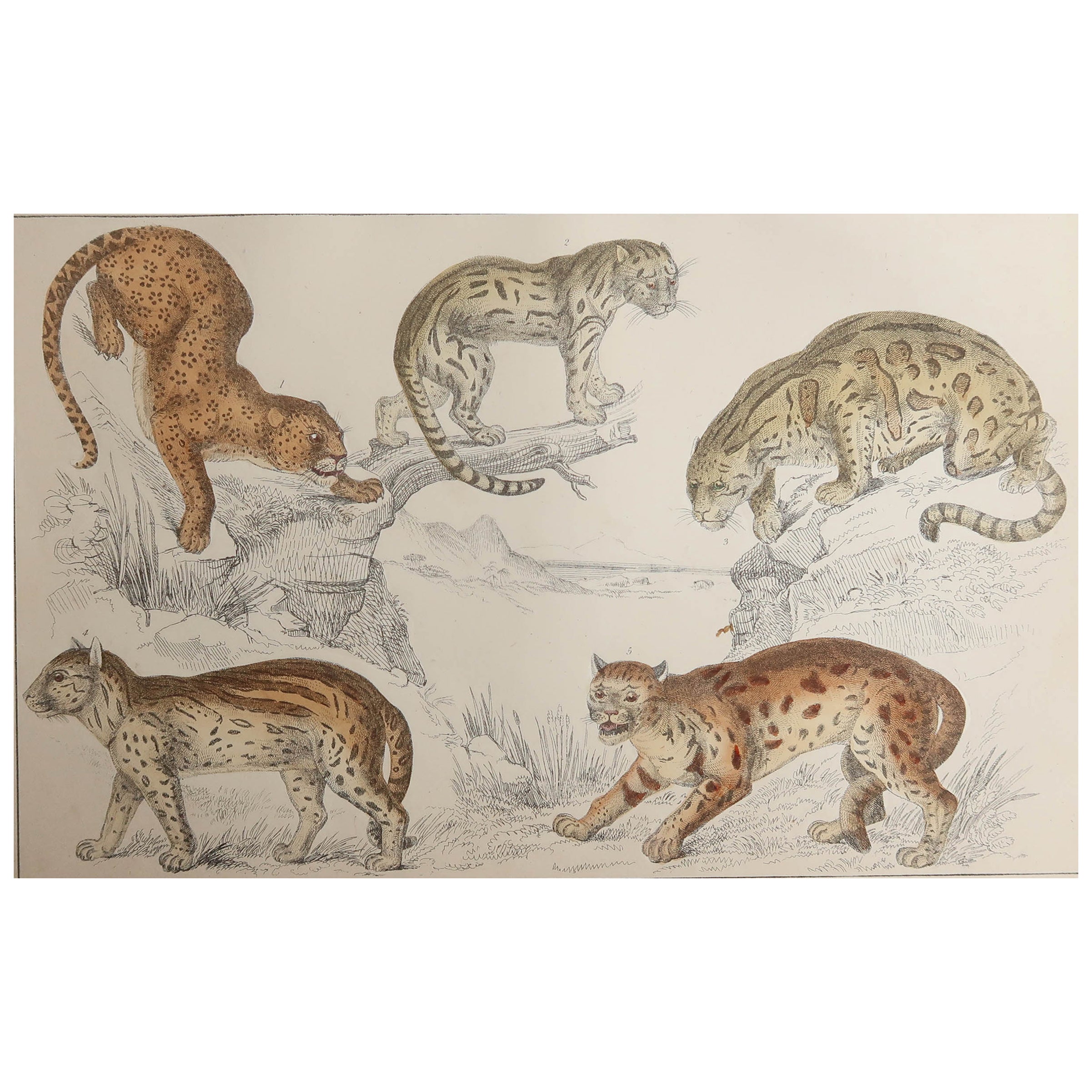 Original Antique Print of Cats, 1847 'Unframed'