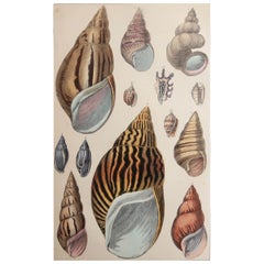 Original Antique Print of Shells, 1847 'Unframed'