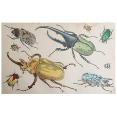 Original Antique Print of Beetles, 1847, 'Unframed'