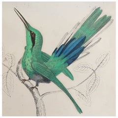 Original Antique Print of Hummingbird, 1847 'Unframed'